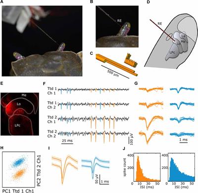 Multielectrode Recordings From Identified Neurons Involved in Visually Elicited Escape Behavior